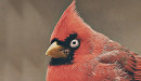 Real-Life-Angry-Bird