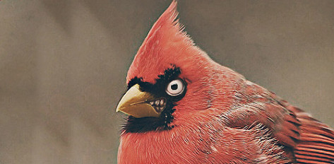 Real-Life-Angry-Bird
