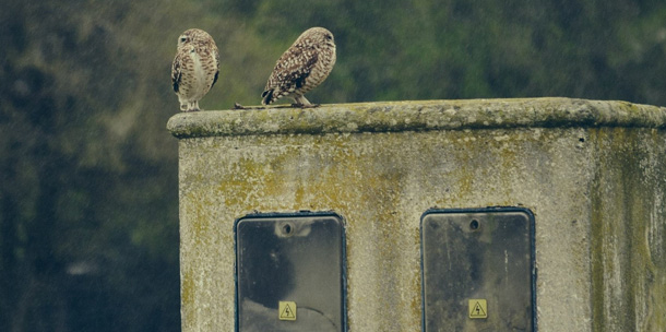 A-Peep-Show-for-Kids