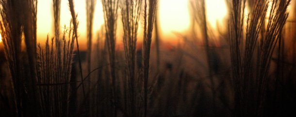 When-a-Herd-of-Bulls-Attacks-You